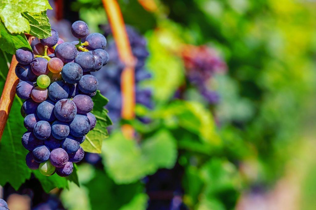 grapes, fruit, blue-3661092.jpg